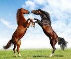 Две воспитания лошади